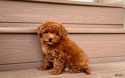 Maltipoo dogs for sale: Gorgeous - Image 9