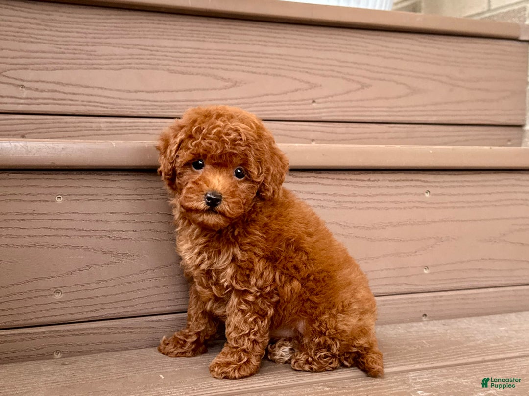 Maltipoo dogs for sale: Gorgeous - Image 9