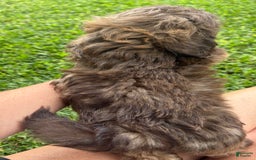 Shih Tzu dogs for sale: Karlton - Image 21