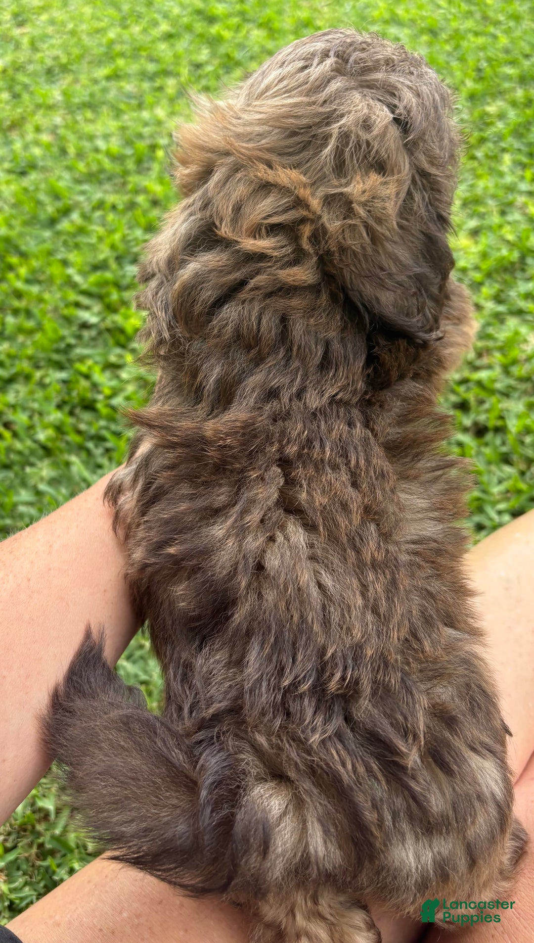 Shih Tzu dogs for sale: Karlton - Image 21
