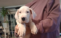 Dogo Argentino dogs for sale: Vampiras Vengeance - Image 3
