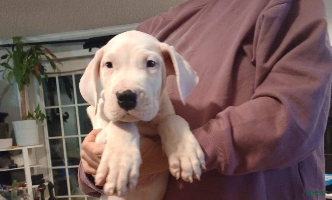 Dogo Argentino dogs for sale: Vampiras Vengeance - Image 3