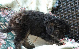 Miniature Poodle dogs for sale: Cocoa - Image 4