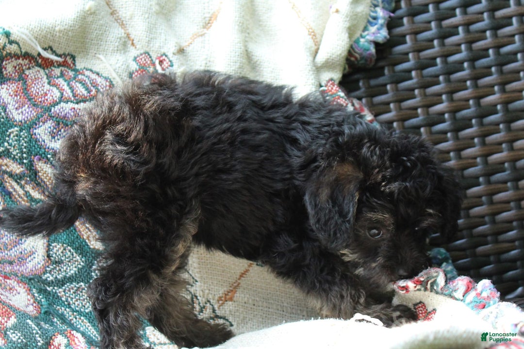Miniature Poodle dogs for sale: Cocoa - Image 4