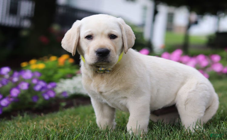 Labrador Retriever dogs for sale - Ad 2
