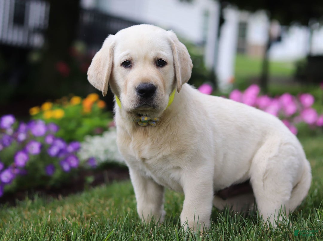 Labrador Retriever dogs for sale: Benny - Image 1