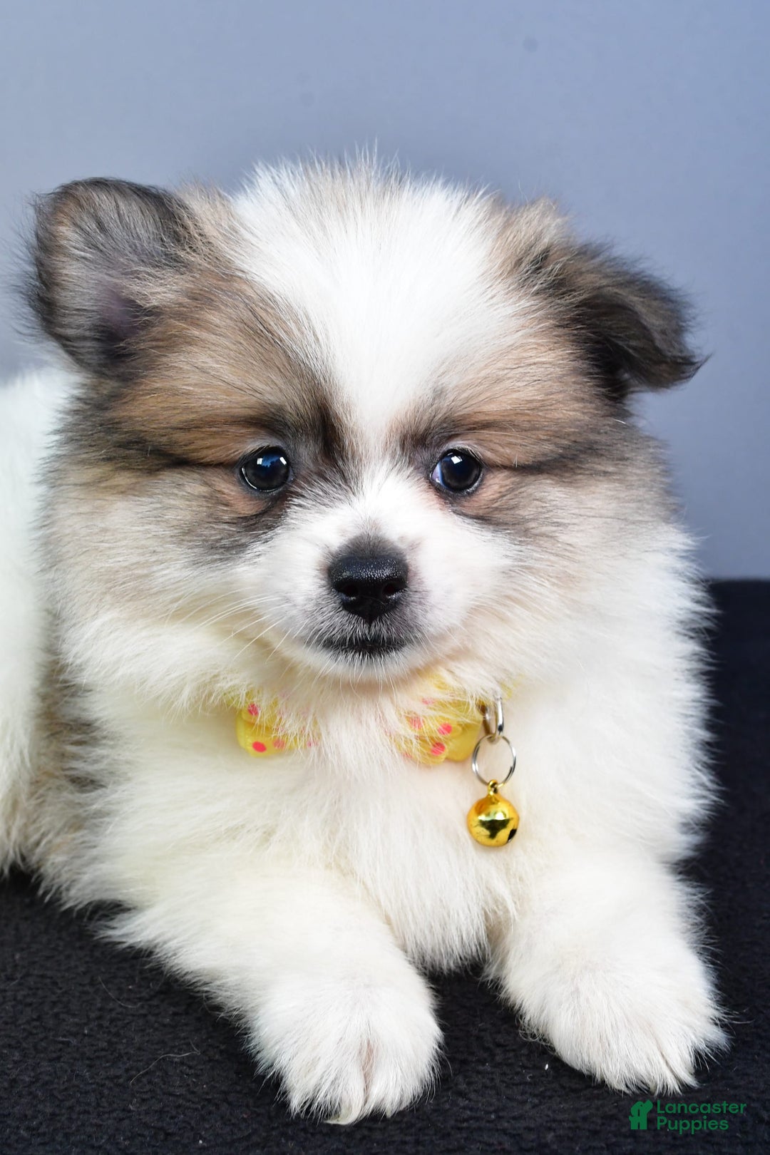 Pomeranian dogs for sale: Pomeranian 5 puppies - Image 27