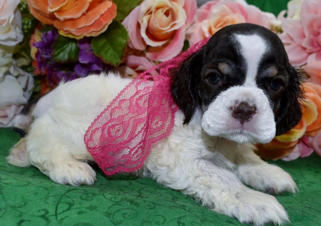 Cocker Spaniel dogs for sale: Biancachocolatetanparticockerpuppy - Image 2