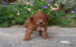Goldendoodle dogs for sale: Rocky - Image 7