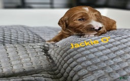 Goldendoodle dogs for sale: Jackie O - Image 1