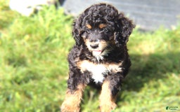 Mini Bernedoodle dogs for sale: Jasper - Image 3