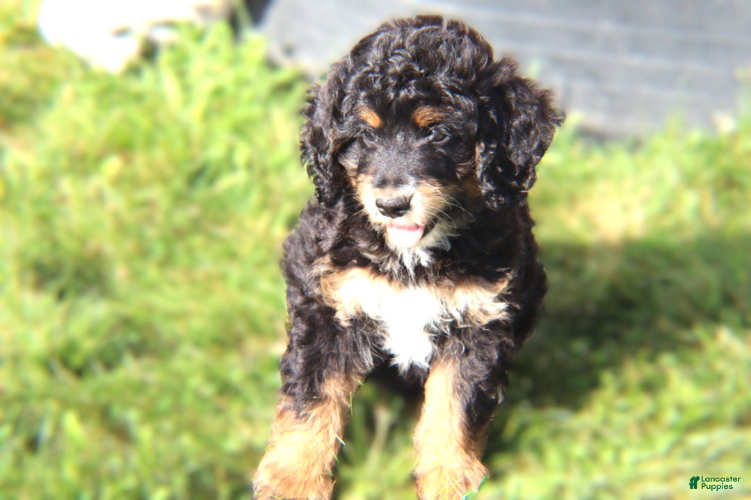Mini Bernedoodle dogs for sale: Jasper - Image 3