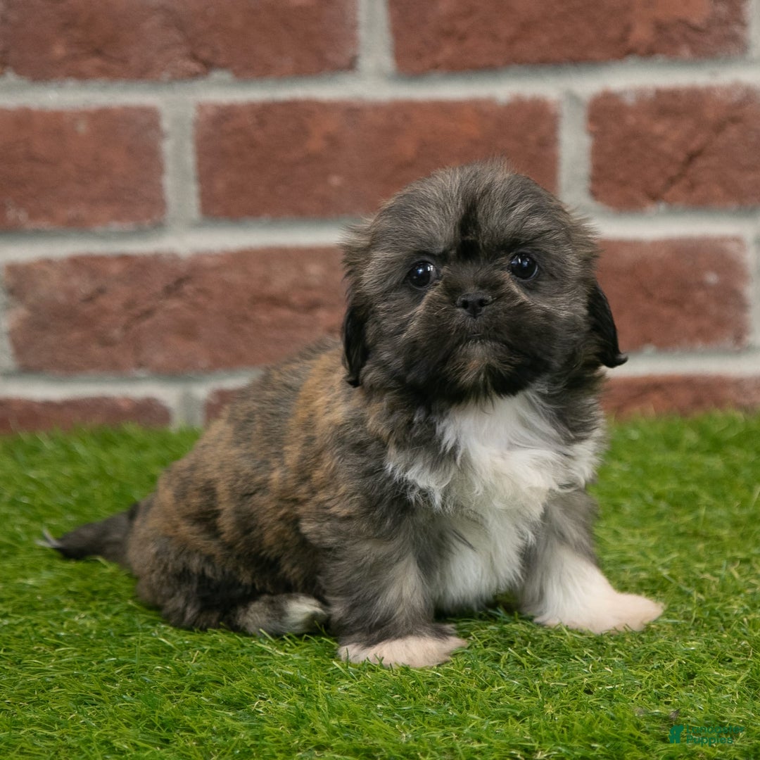 Shih Tzu dogs for sale: Sawyer - Image 6