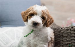 Standard Poodle dogs for sale: Pudding - Image 3