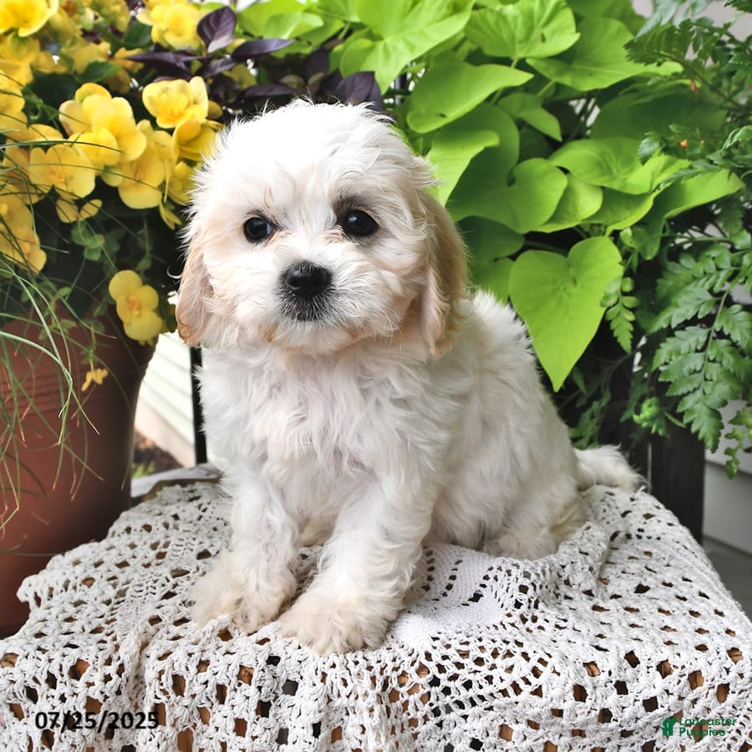Cavachon dogs for sale: Millie - Image 2