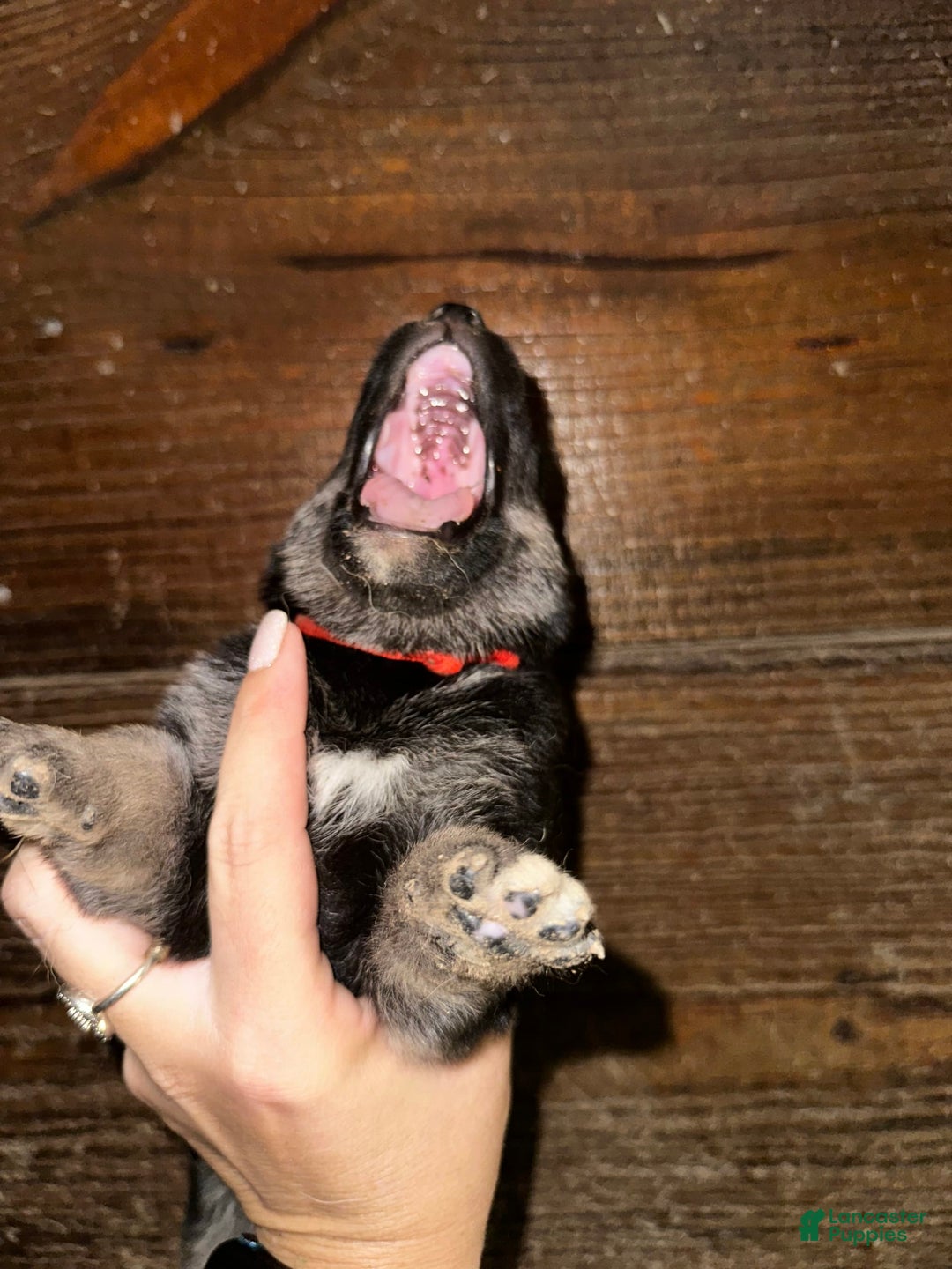 Gerberian Shepsky dogs for sale: Atticus - Image 5