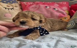 Maltipoo dogs for sale: Sasha - Image 3