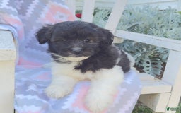 Miniature Poodle dogs for sale: Buster - Image 4