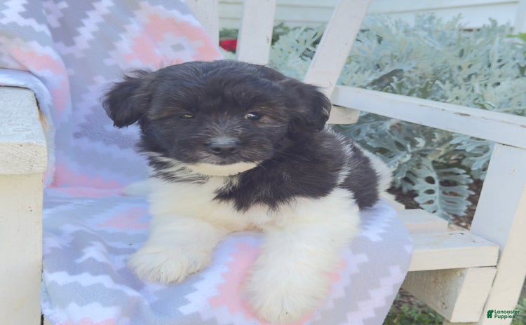 Miniature Poodle dogs for sale - Ad 1