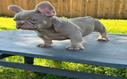 French Bulldog dogs for sale: Milo - Image 1