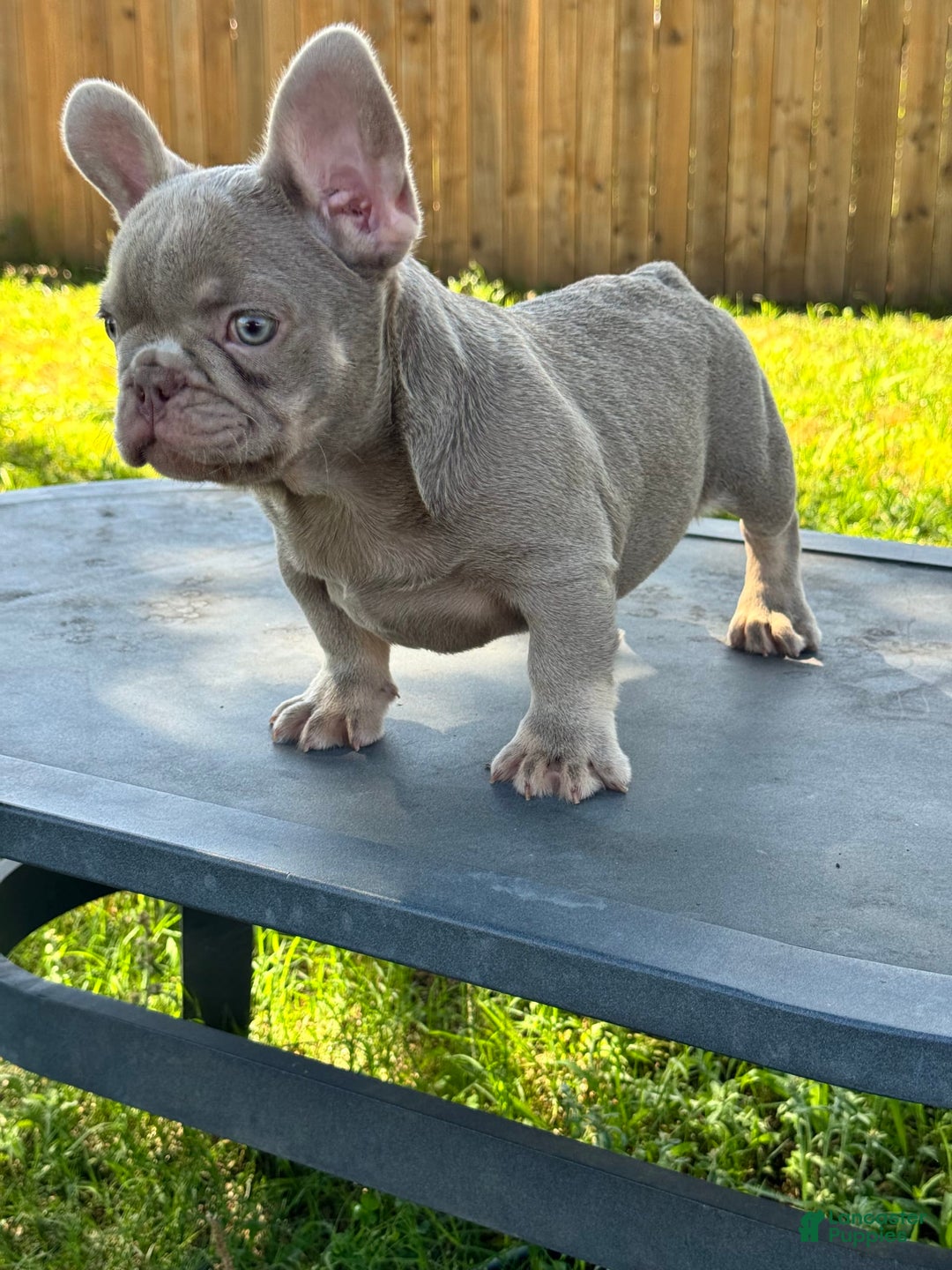 French Bulldog dogs for sale: Milo - Image 1
