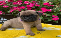 Puggle dogs for sale: Evi - Image 1