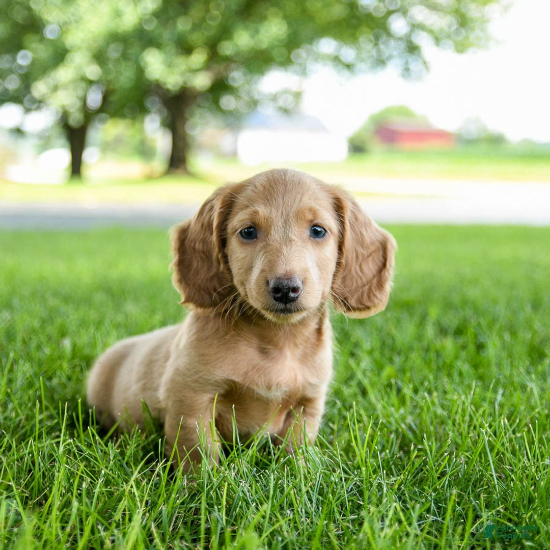 Miniature Dachshund dogs for sale: Fuzzie - Image 3