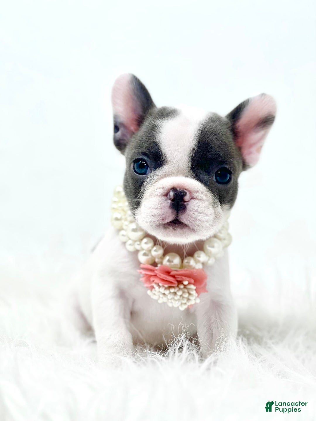 French Bulldog dogs for sale: Tilly - Image 5