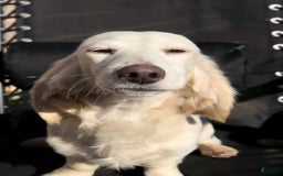 Miniature Dachshund dogs for sale: Glaze - Image 7