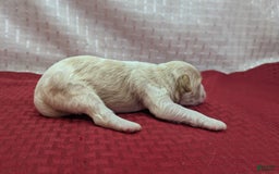 Cockapoo dogs for sale: Chris - Image 13
