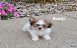 Teddy Bear dogs for sale: Benji - Image 1