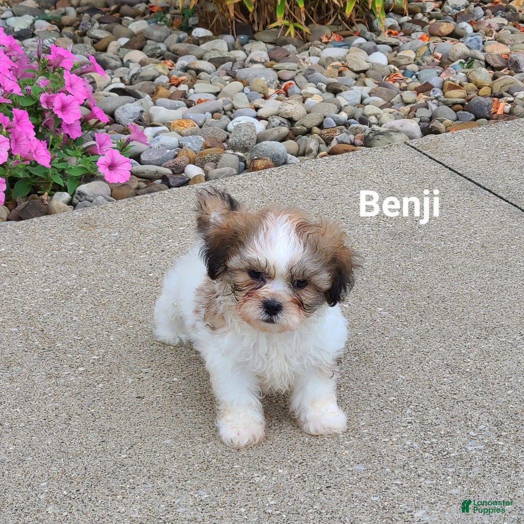 Teddy Bear dogs for sale: Benji - Image 1
