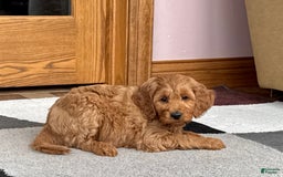 Cockapoo dogs for sale: Manny - Image 1