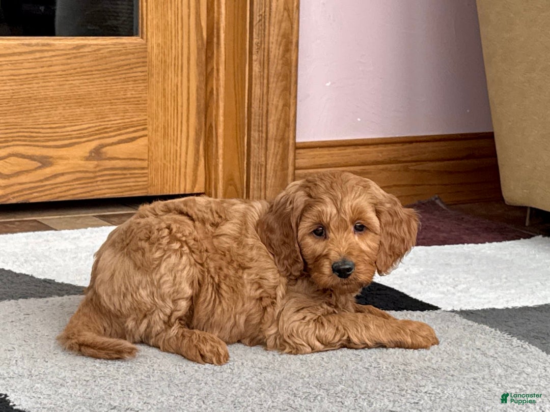 Cockapoo dogs for sale: Manny - Image 1