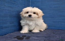 Shihpoo dogs for sale: Cedric - Image 3