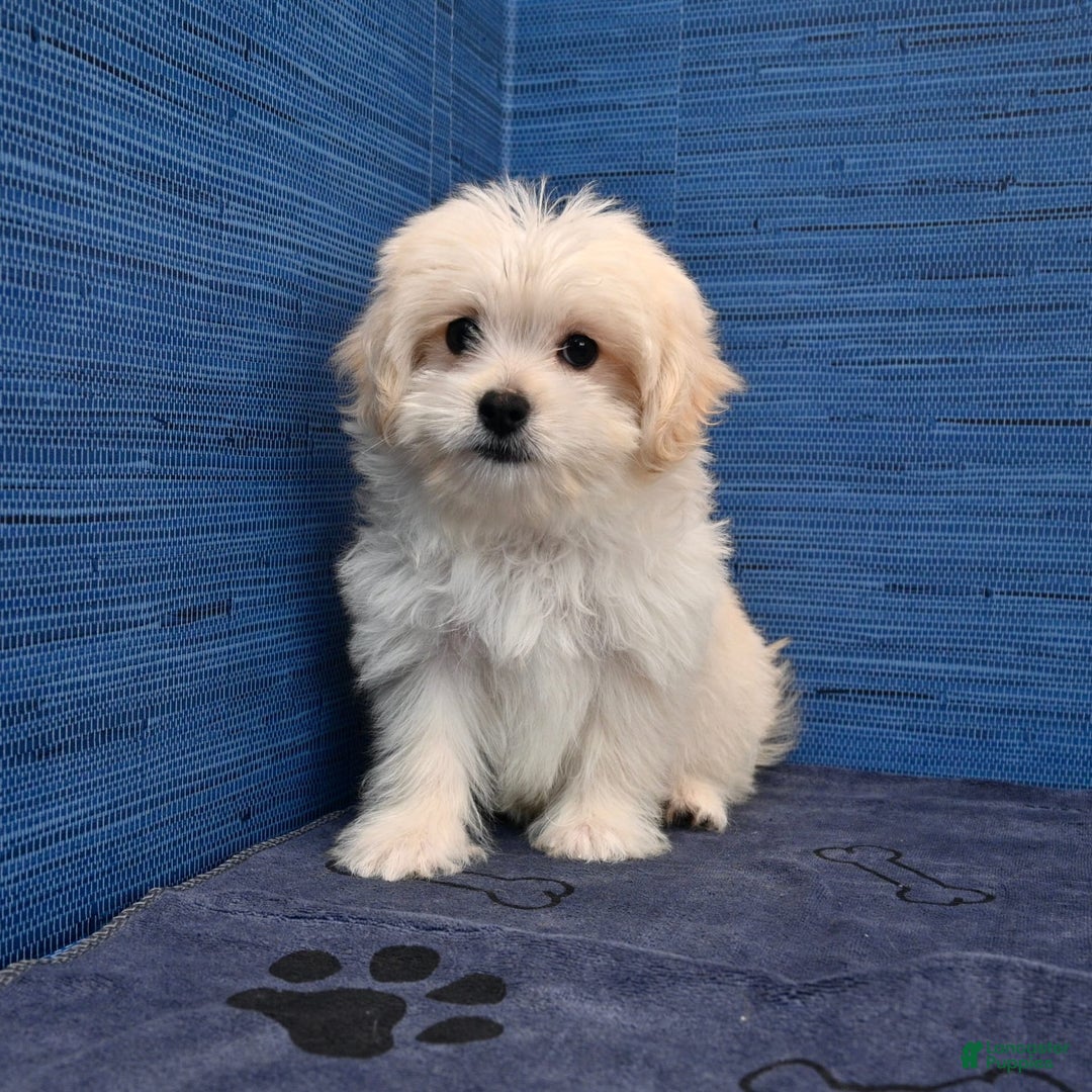 Shihpoo dogs for sale: Cedric - Image 3