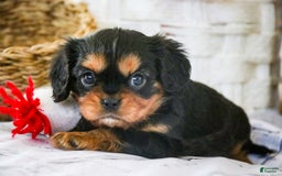 Cavalier King Charles Spaniel dogs for sale: Pluto - Image 29