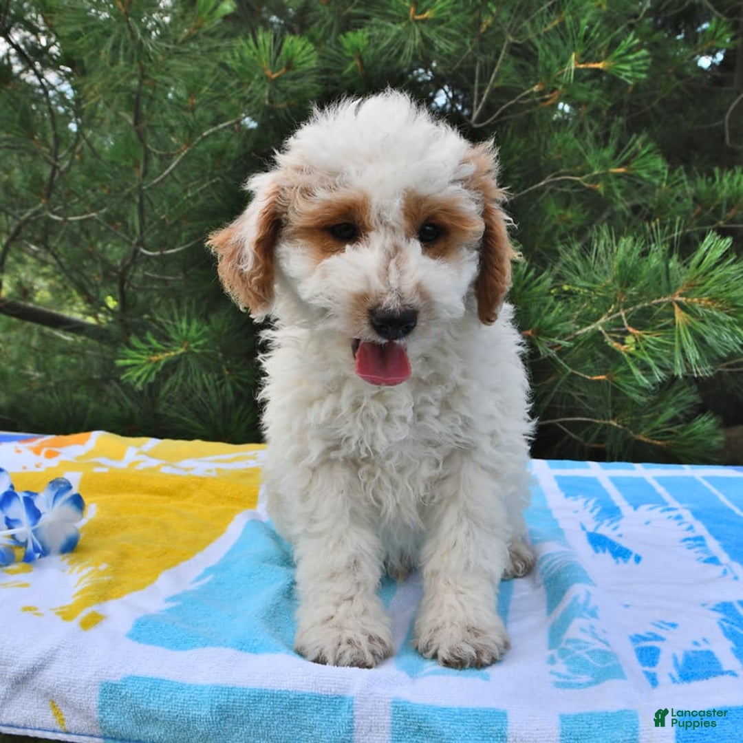 Mini Goldendoodle dogs for sale: Buster - Image 13