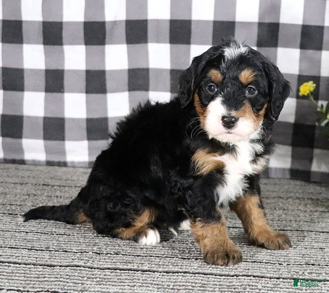 Mini Bernedoodle dogs for sale: Buddy - Image 10