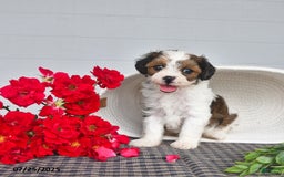 Lhasapoo dogs for sale: Pecan - Image 2