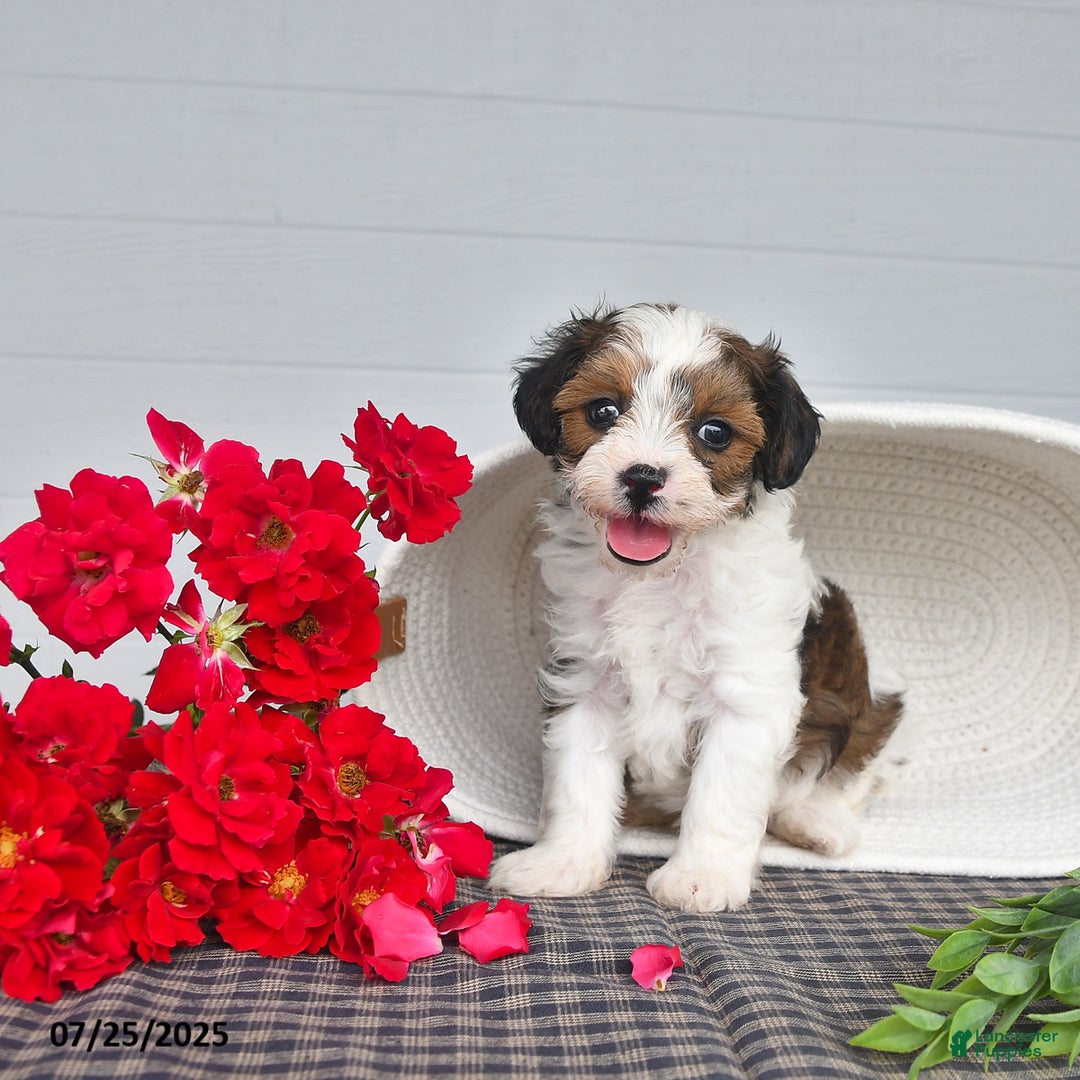 Lhasapoo dogs for sale: Pecan - Image 2