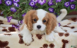 Cavalier King Charles Spaniel dogs for sale: Charlie - Image 4
