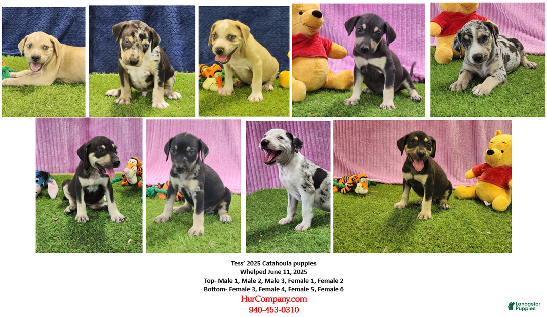 Catahoula Leopard Dog dogs for sale: Tess 2025 Female 1 - Image 4