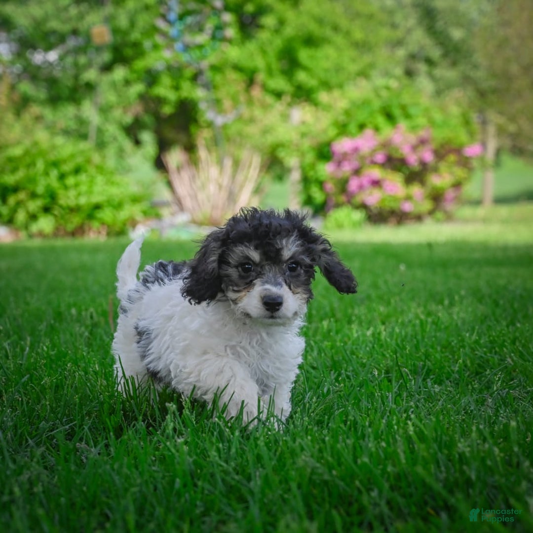 Bichpoo dogs for sale: Biko - Listing for pets: Baba, Biko, Buddy, Bo, Benny, Barry, Betty - Image 5
