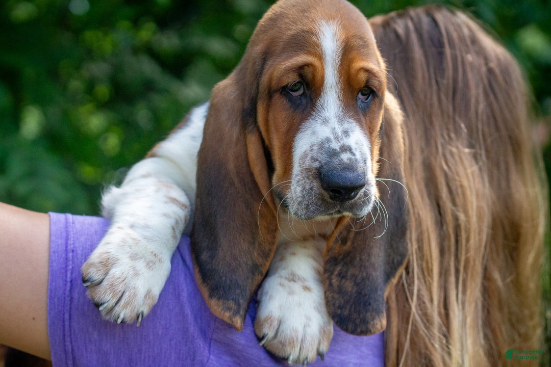 Basset Hound dogs for sale: Rocky - Image 2