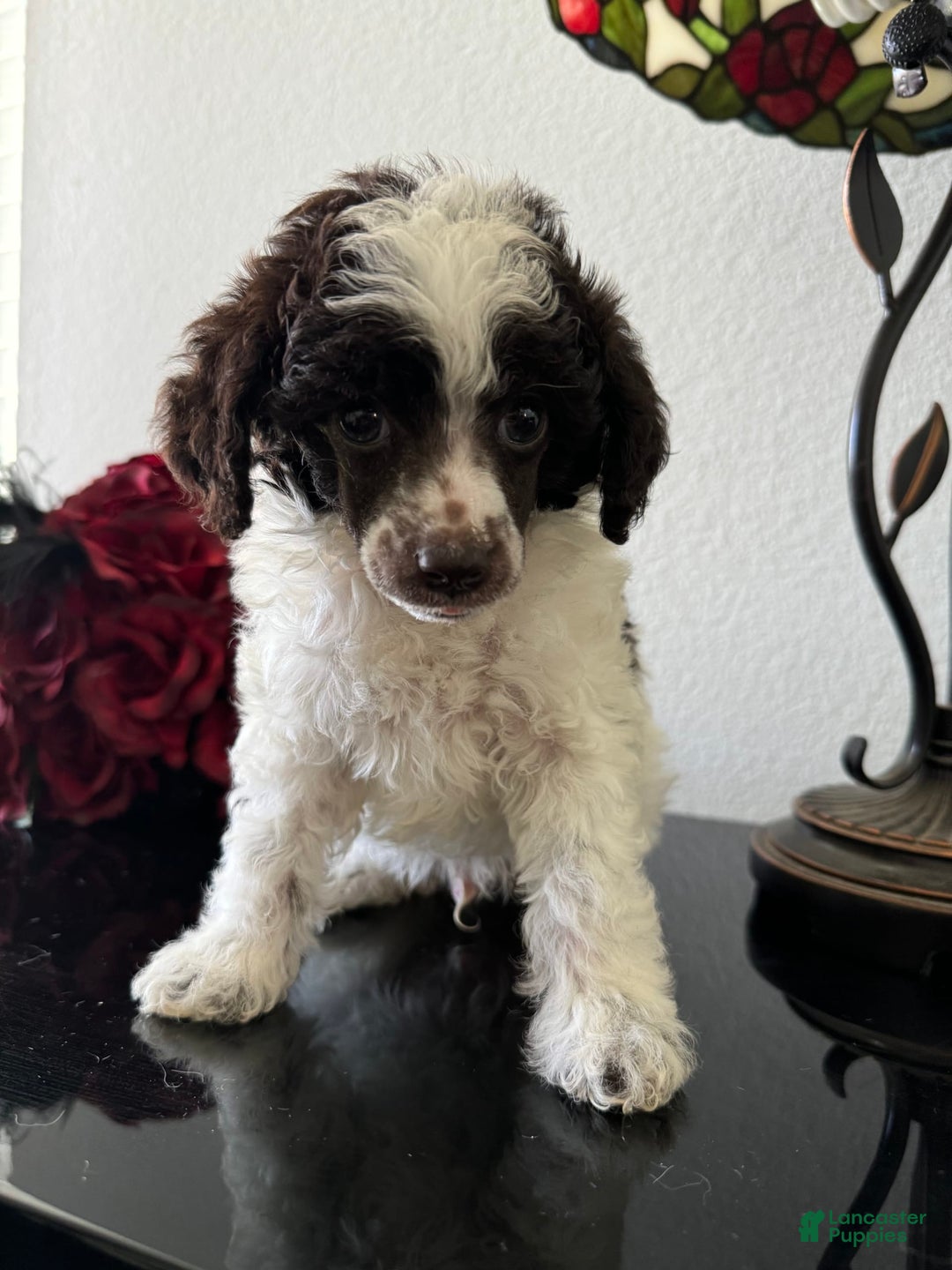 Miniature Poodle dogs for sale: Captain America - Image 8