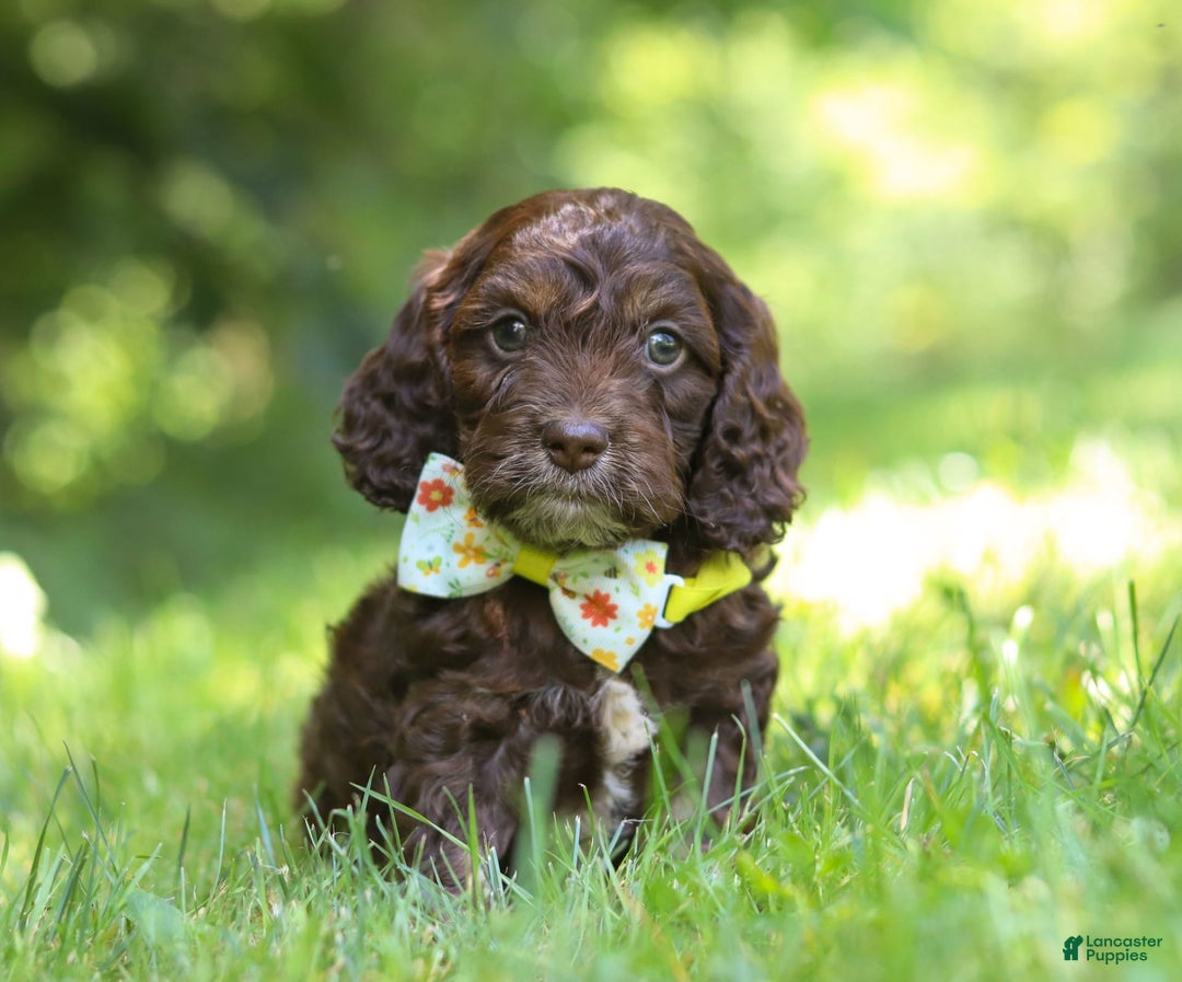 Cockapoo dogs for sale: Kane - Image 8