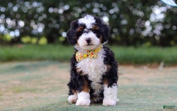 Mini Bernedoodle dogs for sale: Apollo - Image 6