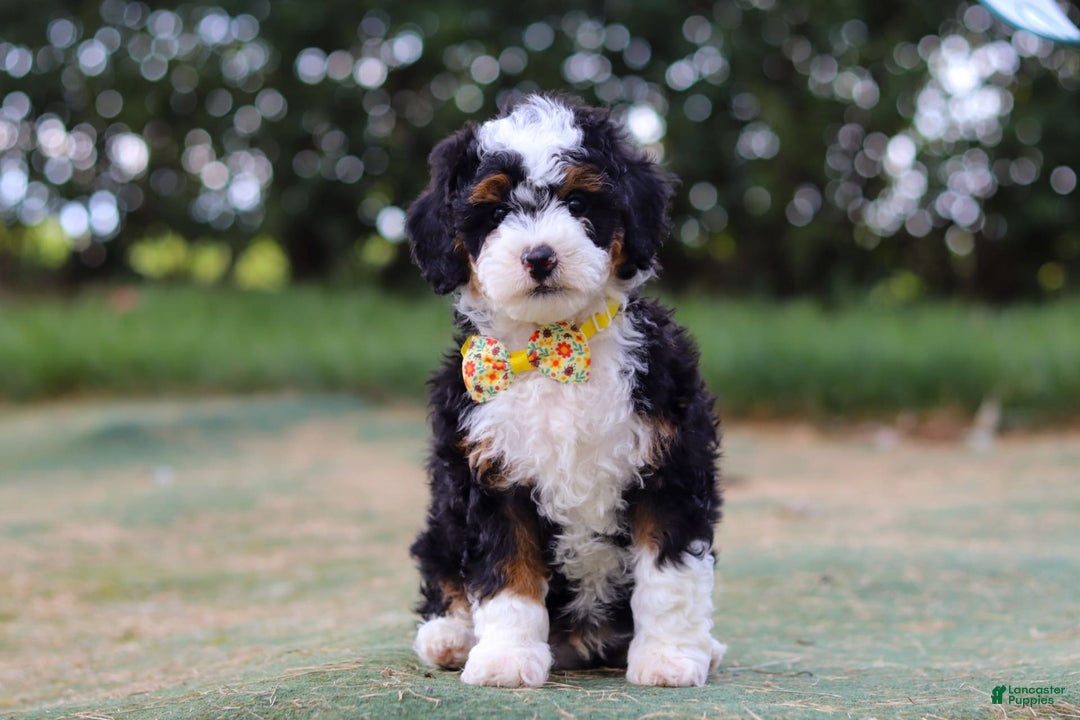 Mini Bernedoodle dogs for sale: Apollo - Image 6