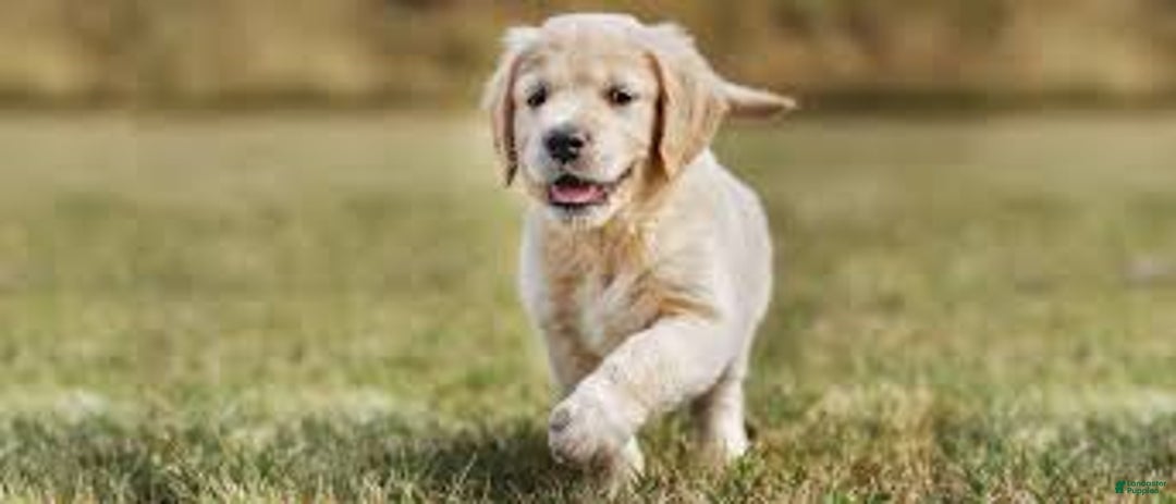 Goldendoodle dogs for sale: Goldendoodle Puppy 1 - Image 1